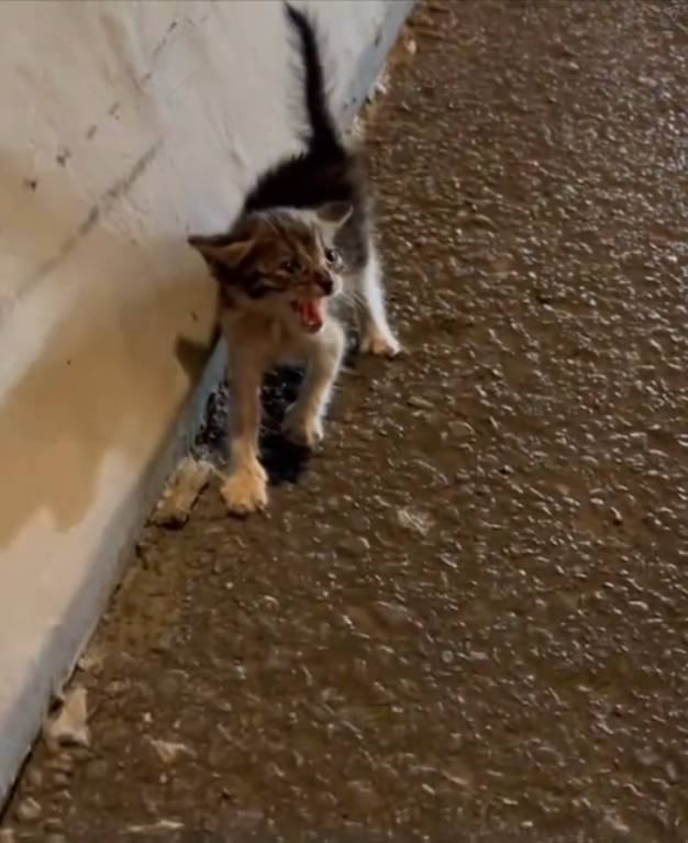 T3001068 The body learned to endure too much