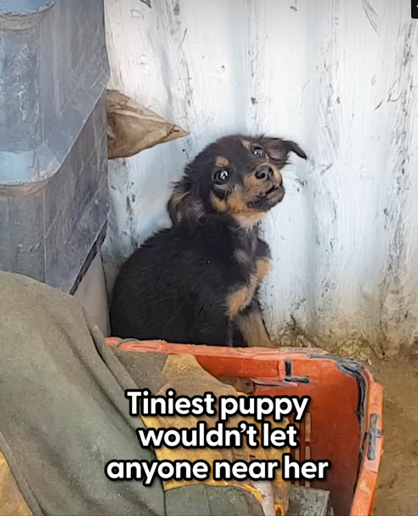 H1002018_Watch her go cowering in her crate to snuggli