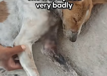 H1002021_Her huge grin once she was feeling all better