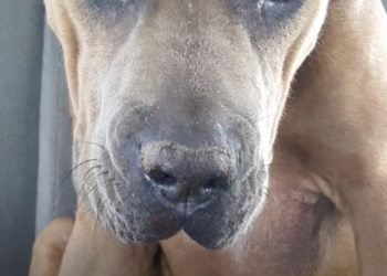 H1002024_She got pink stuffed bunny comfort, ye