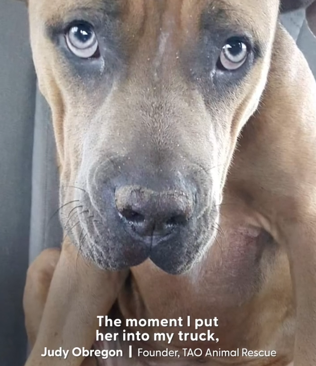 H1002024_She got pink stuffed bunny comfort, ye