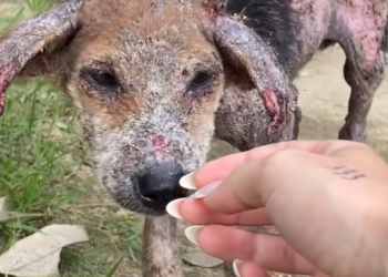 H1002026_way she wag her little tail out of control