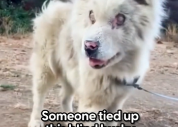 H1002027_He been picked on by other dogs wait to see