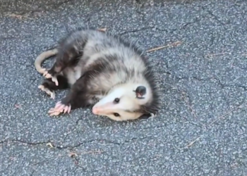 T3001067 Nothing dramatic — just slowly breaking