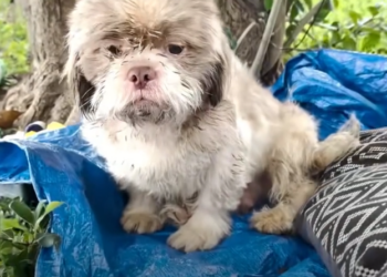 H1002028_When his rescuer gave him warm bath put on