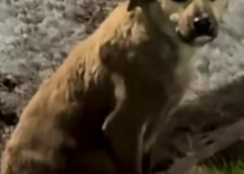 H1002029_When guy finally picks him up carries him away