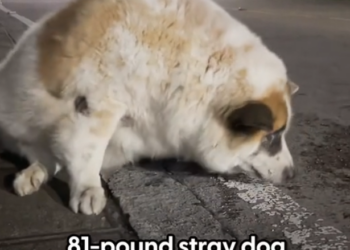 H1002030_When he starts to jog wags his little tail