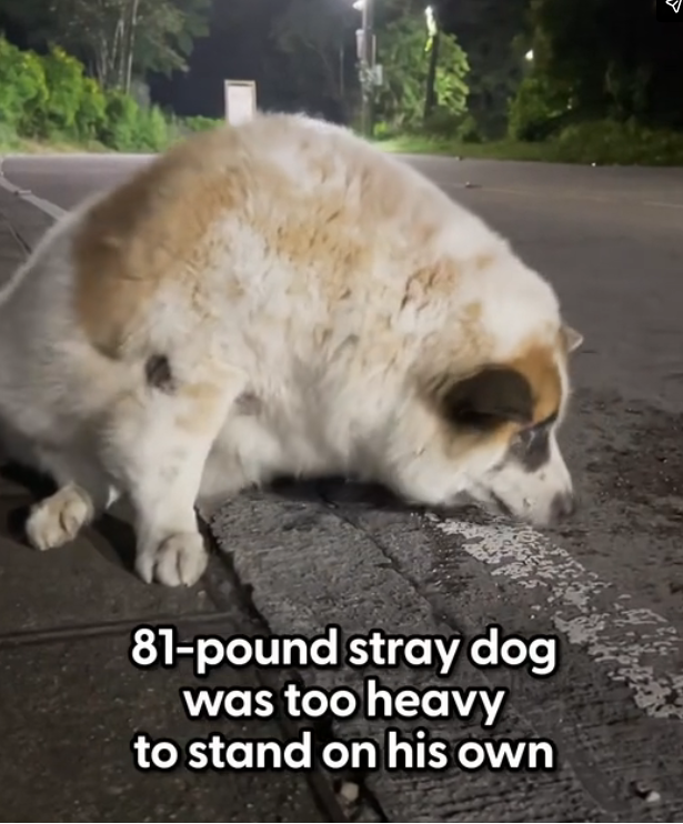 H1002030_When he starts to jog wags his little tail