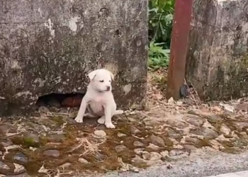 H1102001_Abandoned Starving Scared Puppy Rescue #puppyres