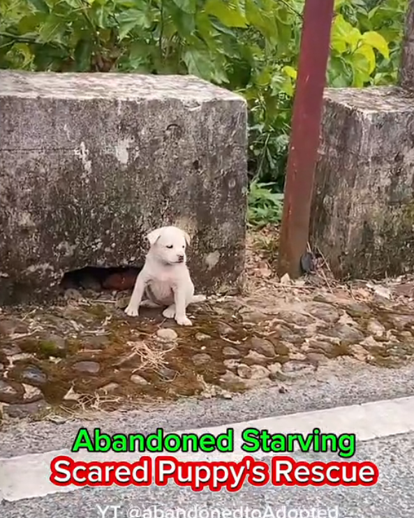 H1102001_Abandoned Starving Scared Puppy Rescue #puppyres