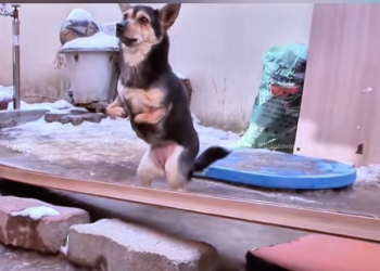 H1102002_Cute Dog Needed Love #dogreaction #cutedog