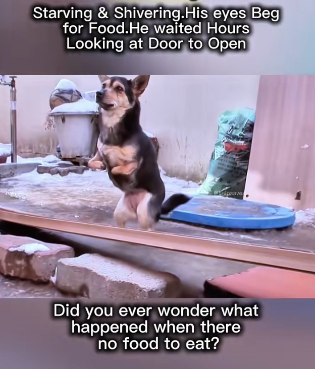 H1102002_Cute Dog Needed Love #dogreaction #cutedog