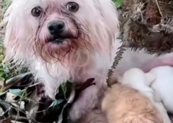 H1102003_Mama Dog Begging Food Her Babies #dogres