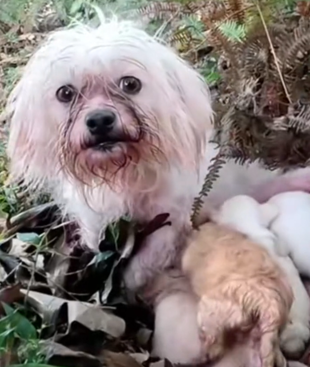 H1102003_Mama Dog Begging Food Her Babies #dogres