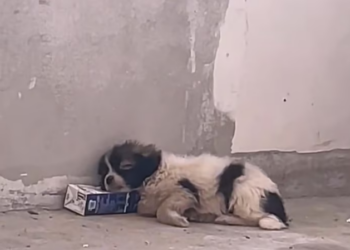 H1102004_found stray puppy kept twitching