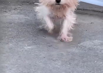 H1102005_Abandoned Puppy Rescued #puppy #dogrescue #doga