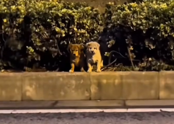 H1102006_Abandoned Cute Puppies Rescue #dogrescue