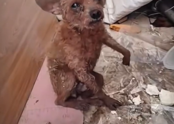 H1102007_Puppy Couldn Move Himself #cutedog #cutepuppy