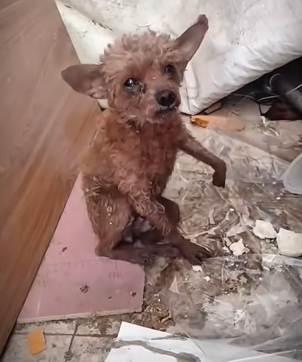 H1102007_Puppy Couldn Move Himself #cutedog #cutepuppy