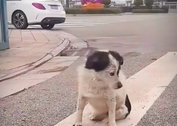 H1102009_Dog Rescue Adoption