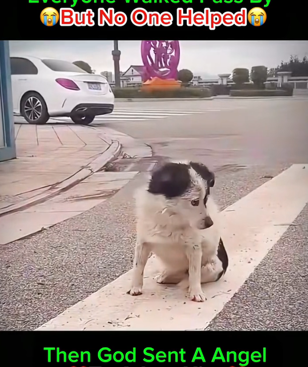 H1102009_Dog Rescue Adoption