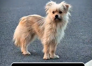 H1102010_She Was Looking Mama #rescuedog #dogadoption