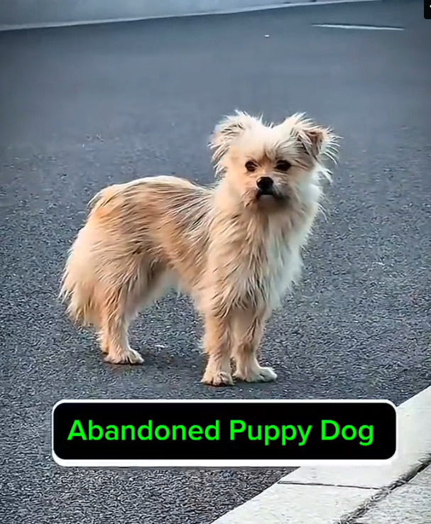 H1102010_She Was Looking Mama #rescuedog #dogadoption