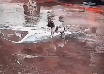 H1102012_Abandoned Dog rescue Stories