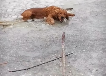 H1102014_Cute Dog we All Love