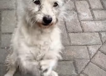 H1102015_Abandoned Puppy Dog #dogrescue #rescuedog #doga