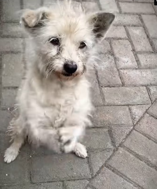 H1102015_Abandoned Puppy Dog #dogrescue #rescuedog #doga