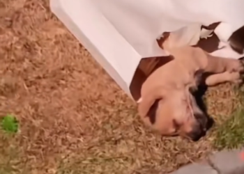 H1102017_Cute Little Puppy Dog #dogrescue #bravedog #rescu