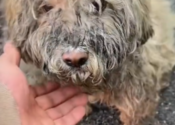 H1102018_Cute Little Puppy Dog #dogreaction #dogrescue