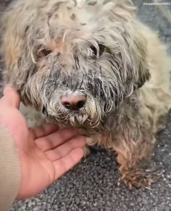 H1102018_Cute Little Puppy Dog #dogreaction #dogrescue