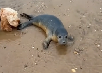 T3001060 This life was running on instinct alone