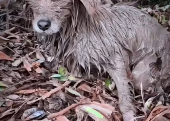 H1102019_Stray Dog Rescued Adopted #dogrescue #bravedog