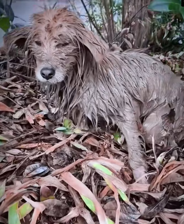 H1102019_Stray Dog Rescued Adopted #dogrescue #bravedog