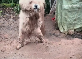 H1102020_Cute Little Puppy Dog #dogreaction #dogrescue #br