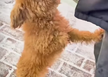 H1102022_Dog abandoned in snow, shivering cold