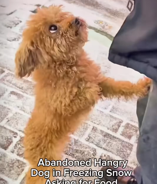 H1102022_Dog abandoned in snow, shivering cold