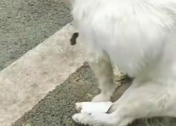 H1102023_Puppy Dog Needed Love #bravedog #dogreaction