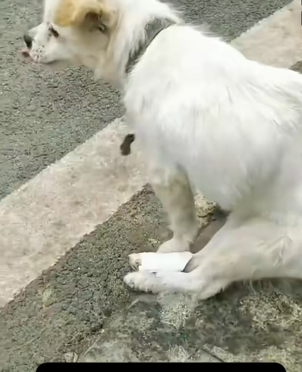 H1102023_Puppy Dog Needed Love #bravedog #dogreaction