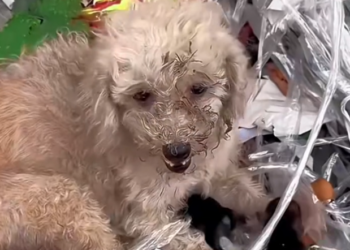 H1102024_Lovely Puppy Dog Needed Love #cutesmartdog #dog