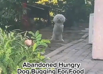 H1102025_Cute Lovely Puppy Dog #dogreaction #puppy #bravedo