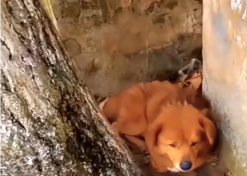 H1102026_Dog was Crying after Being Abandoned #bravedog