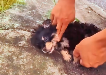 H1102028_Cute Little Puppy Dog Brave Puppy #bravedog