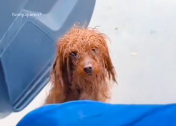 H1102030_Meet Happiest Dog in world #puppy #dogre