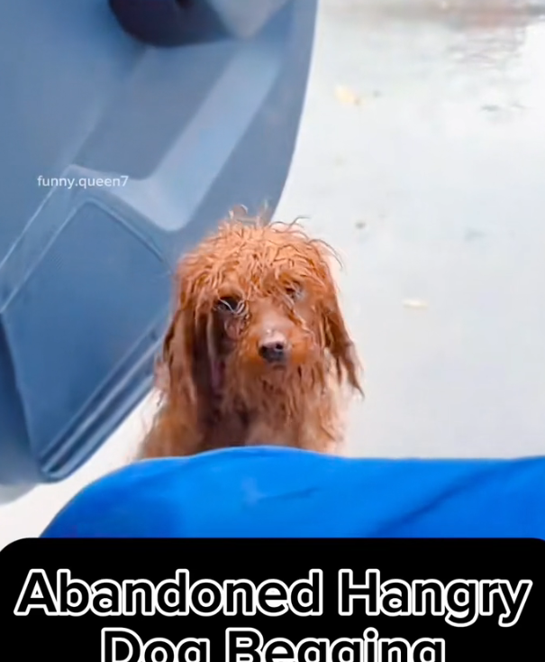 H1102030_Meet Happiest Dog in world #puppy #dogre