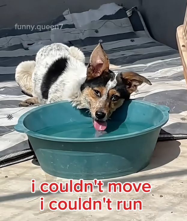 H1102031_Meet Happiest Dog in world #bravedog #happi