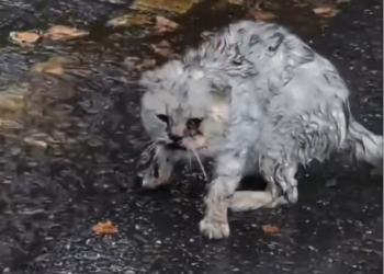 H1202001_It was raining when met stray cat by side